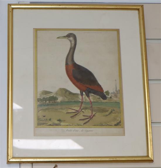 Four 18th century French coloured engravings of birds, 24 x 19cm
